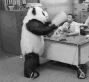 A person in a panda costume aggressively flips over an office desk in a fit of rage.