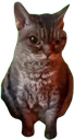 grumpy_cat Discord Emoji | 遊戲小鎮