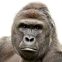 Harambe the gorilla looking directly at the camera with a stoic and serious expression.