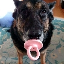 A German Shepherd dog looking directly at the camera with a pink pacifier held in its mouth.