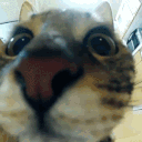 catJUMP animated emote from Ga[y]ming House