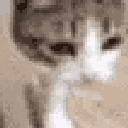 950203catslowfall1 animated GIF emoji - Kings