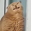cat Discord Emoji | ArcadiaHub