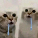 A cat with wide eyes and a shocked expression holding a blue toothbrush in its mouth.