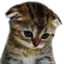 Kitten_Shy Discord Emoji - Pokémon Champions