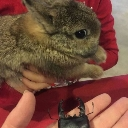 A fluffy brown rabbit looking curiously at a large black beetle held in a human hand.