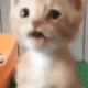 scarycat animated Discord emote from Pokémon Champions | VGC Battles & Tournaments