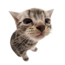 Kitten with a distorted face looking directly into a fish-eye lens.