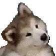 confuseddog animated GIF emoji from the gaang