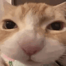 A ginger cat with a wide-angle lens effect rhythmically chewing its food.