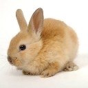 A small light brown baby rabbit sitting against a white background.