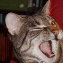Wink Discord Emoji from Brewish | Roblox Cafe Game
