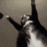 jigglin animated emote - 𝒹𝑜𝓁𝓁𝓈𝒾𝓏𝑒𝒹 𝒽𝑒𝓃𝓃𝓎
