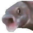 pogfish animated Discord emote | The Sports Garage🏆