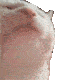 FR_catvibe animated Discord emote - Friends 18+ Sfw | Adults-only • active-chat • Mature • Friendly • Gaming • Lgbtq+ • Hangout