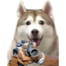 GunHusky Discord sticker - Homestuck Community