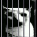 Catjail Discord Emoji | Besties Community
