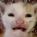 cattraumatized custom emote - Besties Community