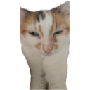 brenda Discord Emoji - Nocturnal 18