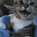 cat_wao animated emote from Fabulous Beast・Español [0.3K] 🌈