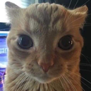 A close-up of a ginger cat with wide, unblinking eyes and flattened ears looking directly at the camera.