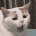 catbored animated GIF emoji | Dadscord | Active VC Discord • SFW • Anime • Chill • Social • Emojis • VC • Active Voice Chat