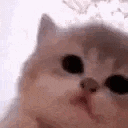 emoji_1783085073835 animated emote from Vortex Gaming