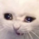 U_CatCry Discord Emoji - 弘道老人基金會