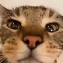 Meauuuuu Discord Emoji from The 1woners