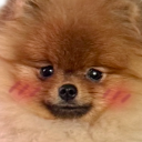 0_TeddyBlush Discord Emoji - DM Request 📪 ⌇ Ask To DM & Chatting ⌇ Non Dating ⌇ Social ⌇ Friendly ⌇ Nitro ⌇Non Toxic