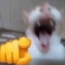 CATLMAO Discord Emoji | DM Request 📪 ⌇ Ask To DM & Chatting ⌇ Non Dating ⌇ Social ⌇ Friendly ⌇ Nitro ⌇Non Toxic