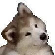 confuseddog animated emote from RIZZ HEAVEN | Chill • Hangout • VC • SFW • Events • Friends • Giveaways • Ask to DM • Non Dating