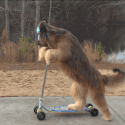 doggo_zoomin animated GIF emoji - The Lumberyard™