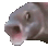 pogfishanimated animated Discord emote | ・ 𝐌𝐨𝐨𝐧𝐋𝐢𝐠𝐡𝐭 𝐂𝐡𝐚𝐭 ☄
