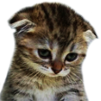 catsad_1 Discord Emoji | mrrp