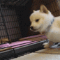 aPuppy animated GIF emoji - 10 Sets Of Failure🏋🏽