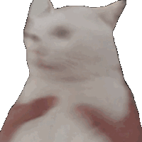 ShakeTheCat animated Discord emote | Besties Community