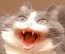 Cat with wide eyes and mouth agape in a state of extreme shock.