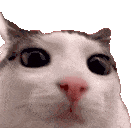cutecat animated emote - RIZZ HEAVEN | Chill • Hangout • VC • SFW • Events • Friends • Giveaways • Ask to DM • Non Dating