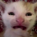emoji_6 custom emote from 𝐻𝒶𝓁𝒸𝓎𝑜𝓃𝓎