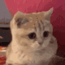 catNOD animated GIF emoji - White Femboy Tag (.gg/femboiss)