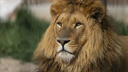 aslan1 Discord Emoji - Metin2Won/Yang-metin2yang 👽<--Discord CONTACT
