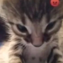 angry_billi Discord Emoji from RŌNIN-DAN