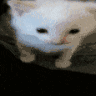 cat_explode animated GIF emoji | 𐔌  ℘etalb𖹭und ꒱