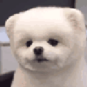 48421puppyheadtilt animated Discord emote | Roblox LatinoAmerica⭐