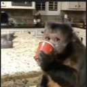 A monkey holding a red cup and looking directly at the camera.