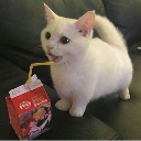 CatSip custom emote | 𝕋𝕙𝕖 ℂ𝕠𝕫𝕪 ℂ𝕠𝕝𝕝𝕖𝕔𝕥𝕚𝕧𝕖