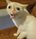Pedscat custom emote - The Treehouse