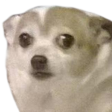 ScaredDog custom emote - Dadscord | Active VC Discord • SFW • Anime • Chill • Social • Emojis • VC • Active Voice Chat