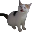 Cat with a scrunched face and squinted eyes looking disgusted.